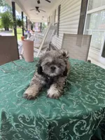 Eli brindle Shihutz’s ready to play, a male Shih Tzu for sale in Pensacola, FL – 2 of 2