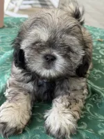 Eli, a male Shih Tzu for sale in Pensacola, FL – 2 of 4