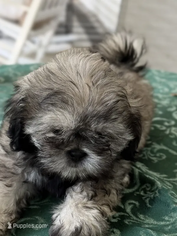 Eli – Shih Tzu puppy for sale in Pensacola, FL