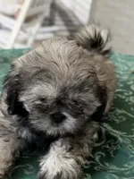 Eli, a male Shih Tzu for sale in Pensacola, FL – 1 of 4