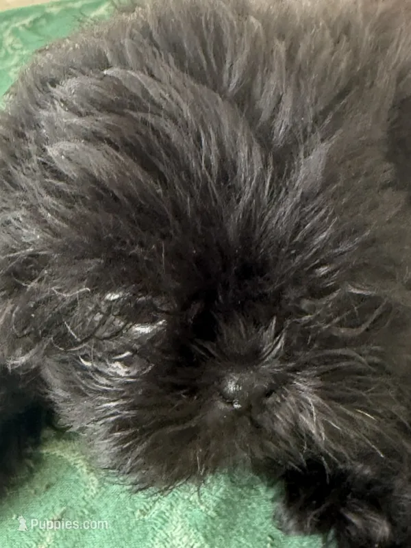 DANA  spit fire – Shih Tzu puppy for sale in Pensacola, FL