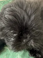 DANA  spit fire, a female Shih Tzu for sale in Pensacola, FL – 1 of 3