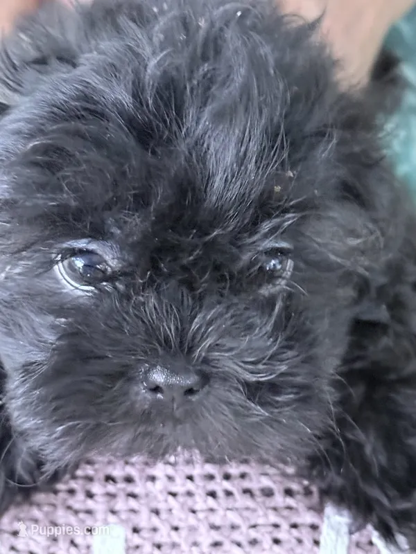 DANA  spit fire – Shih Tzu puppy for sale in Pensacola, FL