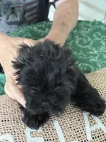 Bentley, a male Shih Tzu for sale in Pensacola, FL – 2 of 3