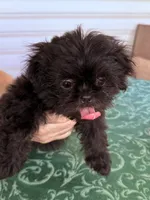 DANA  is  dynamite and is ready to play, a female Shih Tzu for sale in Pensacola, FL – 2 of 5