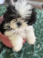                    LEIA, a female Shih Tzu for sale in Pensacola, FL – 4 of 6