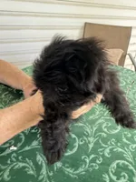 DANA  is  dynamite and is ready to play, a female Shih Tzu for sale in Pensacola, FL – 3 of 5