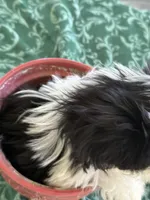                    LEIA, a female Shih Tzu for sale in Pensacola, FL – 6 of 6