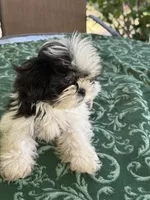                    LEIA, a female Shih Tzu for sale in Pensacola, FL – 5 of 6
