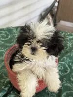                    LEIA, a female Shih Tzu for sale in Pensacola, FL – 3 of 6
