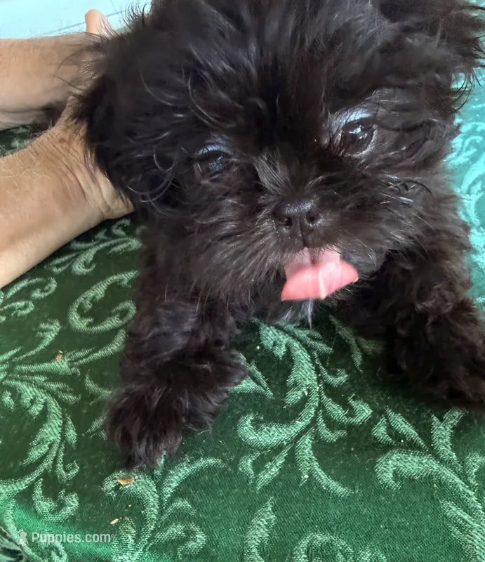 DANA  is  dynamite and is ready to play – Shih Tzu puppy for sale in Pensacola, FL
