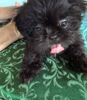 DANA  is  dynamite and is ready to play, a female Shih Tzu for sale in Pensacola, FL – 1 of 5