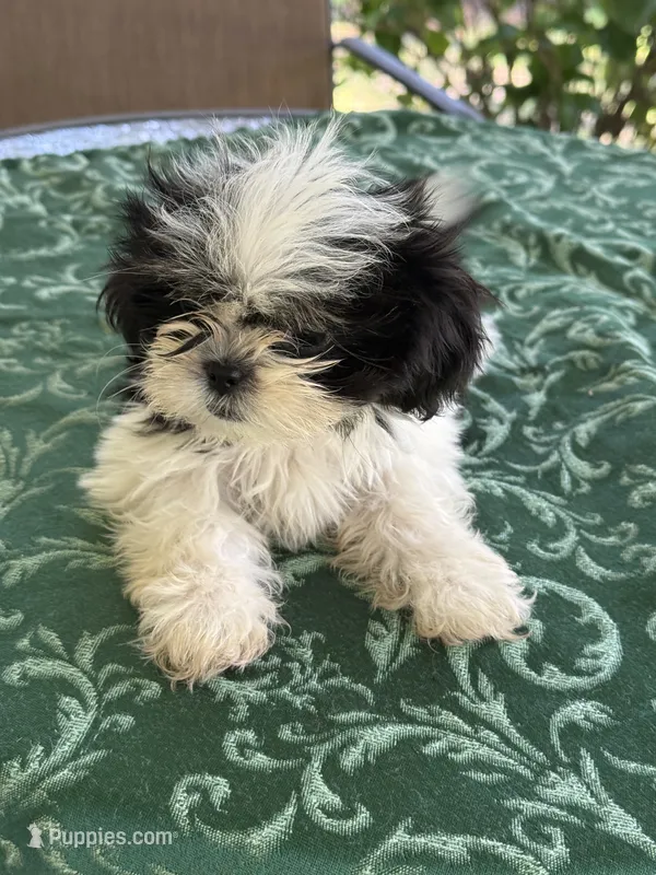                   LEIA – Shih Tzu puppy for sale in Pensacola, FL