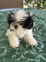                   LEIA, a female Shih Tzu for sale in Pensacola, FL – 1 of 6
