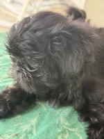 DANA  spit fire, a female Shih Tzu for sale in Pensacola, FL – 3 of 3