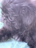 DANA  spit fire, a female Shih Tzu for sale in Pensacola, FL – 2 of 3