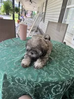 Eli, a male Shih Tzu for sale in Pensacola, FL – 4 of 4