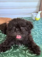DANA  is  dynamite and is ready to play, a female Shih Tzu for sale in Pensacola, FL – 4 of 5