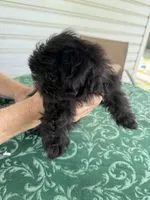 DANA  is  dynamite and is ready to play, a female Shih Tzu for sale in Pensacola, FL – 5 of 5