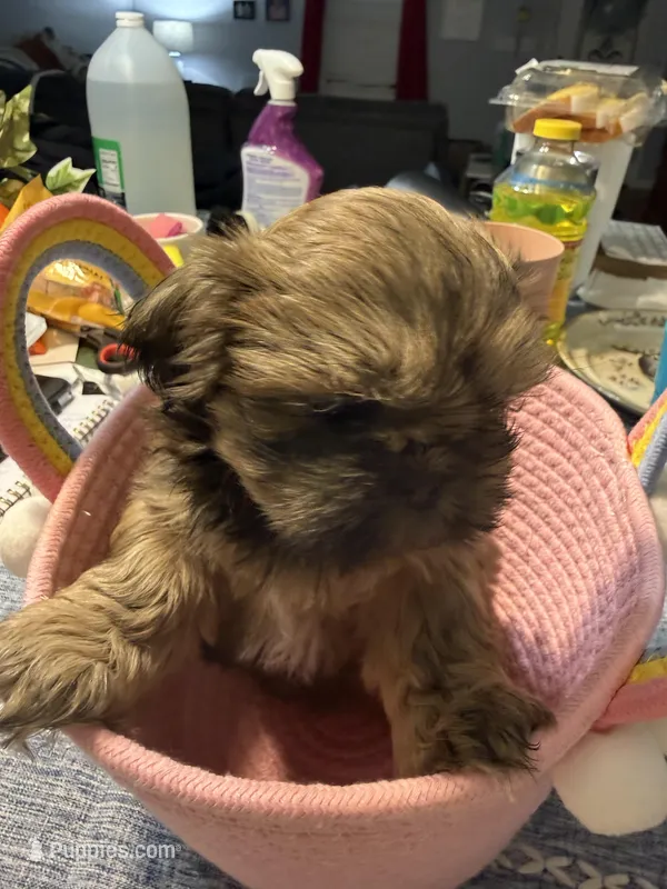 Buttercup – Shih Tzu puppy for sale in Pensacola, FL