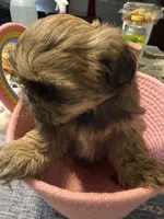 Buttercup, a female Shih Tzu for sale in Pensacola, FL – Photo 2 of 3