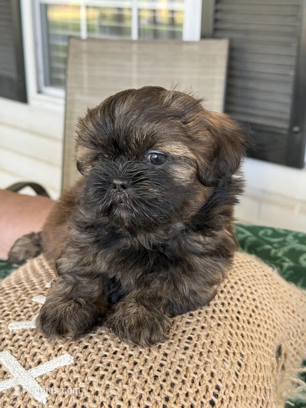 Buttercup – Shih Tzu puppy for sale in Pensacola, FL