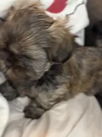 Buttercup, a female Shih Tzu for sale in Pensacola, FL – Photo 3 of 3