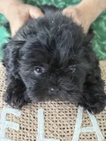 Bentley, a male Shih Tzu for sale in Pensacola, FL – 3 of 3