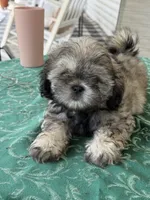Eli, a male Shih Tzu for sale in Pensacola, FL – 3 of 4