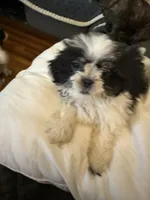                    LEIA, a female Shih Tzu for sale in Pensacola, FL – 2 of 6
