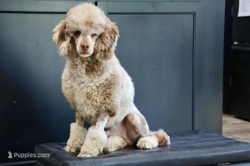 Chip  – Poodle - Miniature  puppy for sale in Muskogee, OK