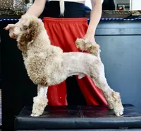 Chip , a male Poodle - Miniature  for sale in Muskogee, OK – Photo 3 of 4