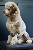 Chip , a male Poodle - Miniature  for sale in Muskogee, OK – Photo 2 of 4