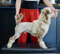 Chip , a male Poodle - Miniature  for sale in Muskogee, OK – Photo 4 of 4