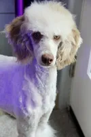 Ghost, a female Poodle - Miniature  for sale in Muskogee, OK – 6 of 8