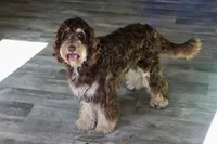 Julius, a male Cavapoo for sale in Muskogee, OK – 4 of 8