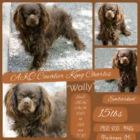 Wally , a male Cavalier King Charles Spaniel for sale in Muskogee, OK – 2 of 4