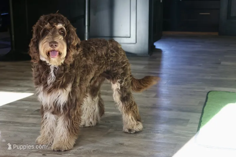 Julius – Cavapoo puppy for sale in Muskogee, OK