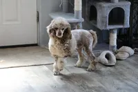 Chip , a male Poodle - Miniature  for sale in Muskogee, OK – 6 of 8