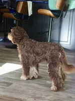 Julius, a male Cavapoo for sale in Muskogee, OK – 5 of 8