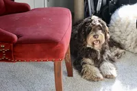 Julius, a male Cavapoo for sale in Muskogee, OK – 8 of 8