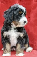 White collar Ultra , a female Bernese Mountain Dog and Bernedoodle for sale in Muskogee, OK – Photo 5 of 5