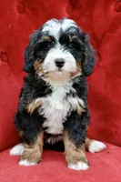 White collar Ultra , a female Bernese Mountain Dog and Bernedoodle for sale in Muskogee, OK – Photo 1 of 5