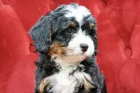 White collar Ultra , a female Bernese Mountain Dog and Bernedoodle for sale in Muskogee, OK – Photo 2 of 5