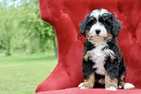 White collar Ultra , a female Bernese Mountain Dog and Bernedoodle for sale in Muskogee, OK – Photo 4 of 5