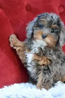 Unique, a female Maltipoo for sale in Muskogee, OK – Photo 3 of 10