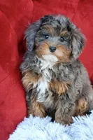 Unique, a female Maltipoo for sale in Muskogee, OK – Photo 8 of 10