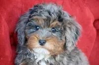 Unique, a female Maltipoo for sale in Muskogee, OK – Photo 5 of 10