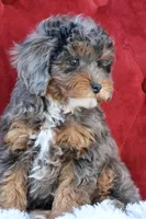 Unique, a female Maltipoo for sale in Muskogee, OK – Photo 2 of 10