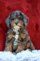 Unique, a female Maltipoo for sale in Muskogee, OK – Photo 1 of 10